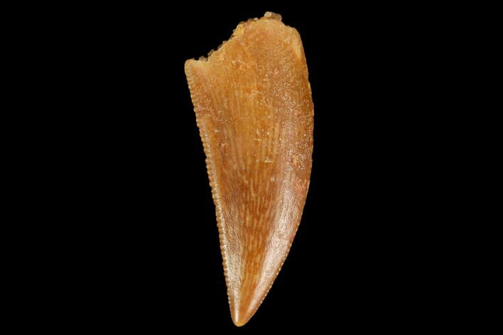 Serrated, Raptor Tooth - Real Dinosaur Tooth #127064